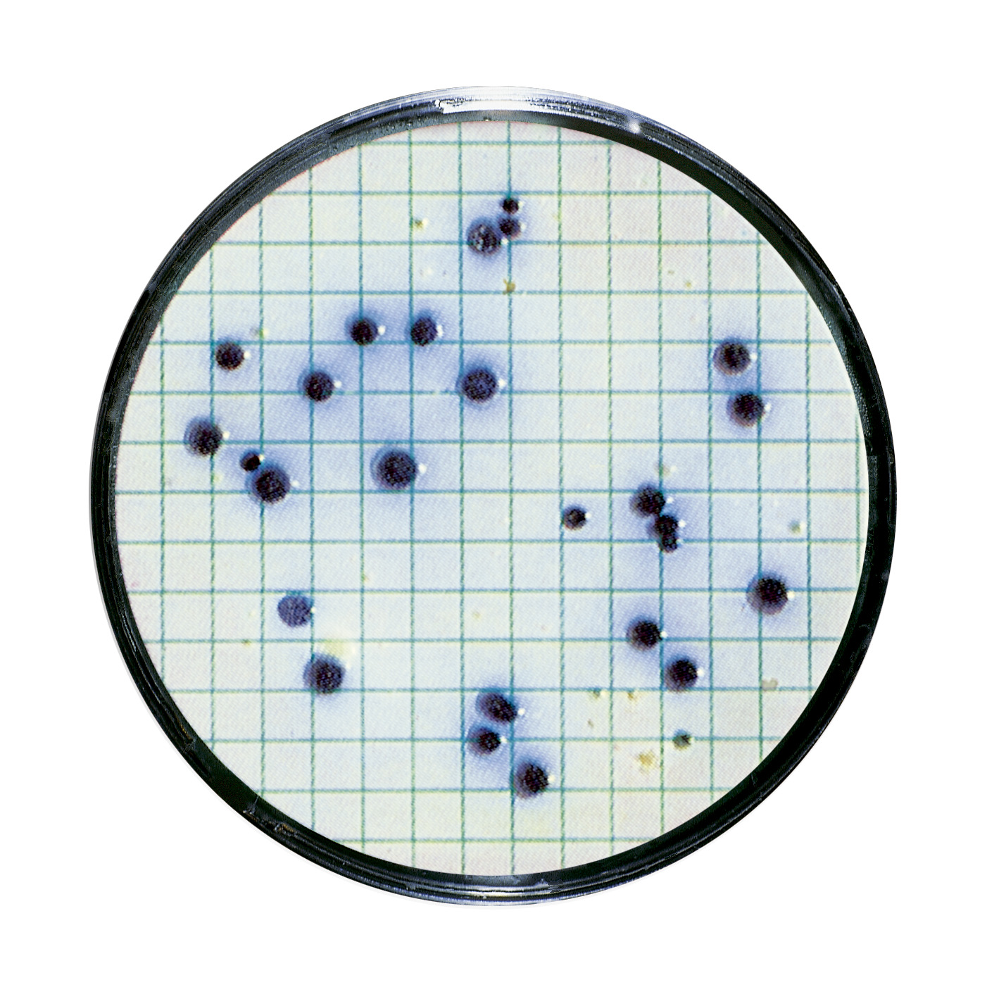 Testiranje vode i detekcija mikroorganizama | Žestoka pića - Sartorius Croatia